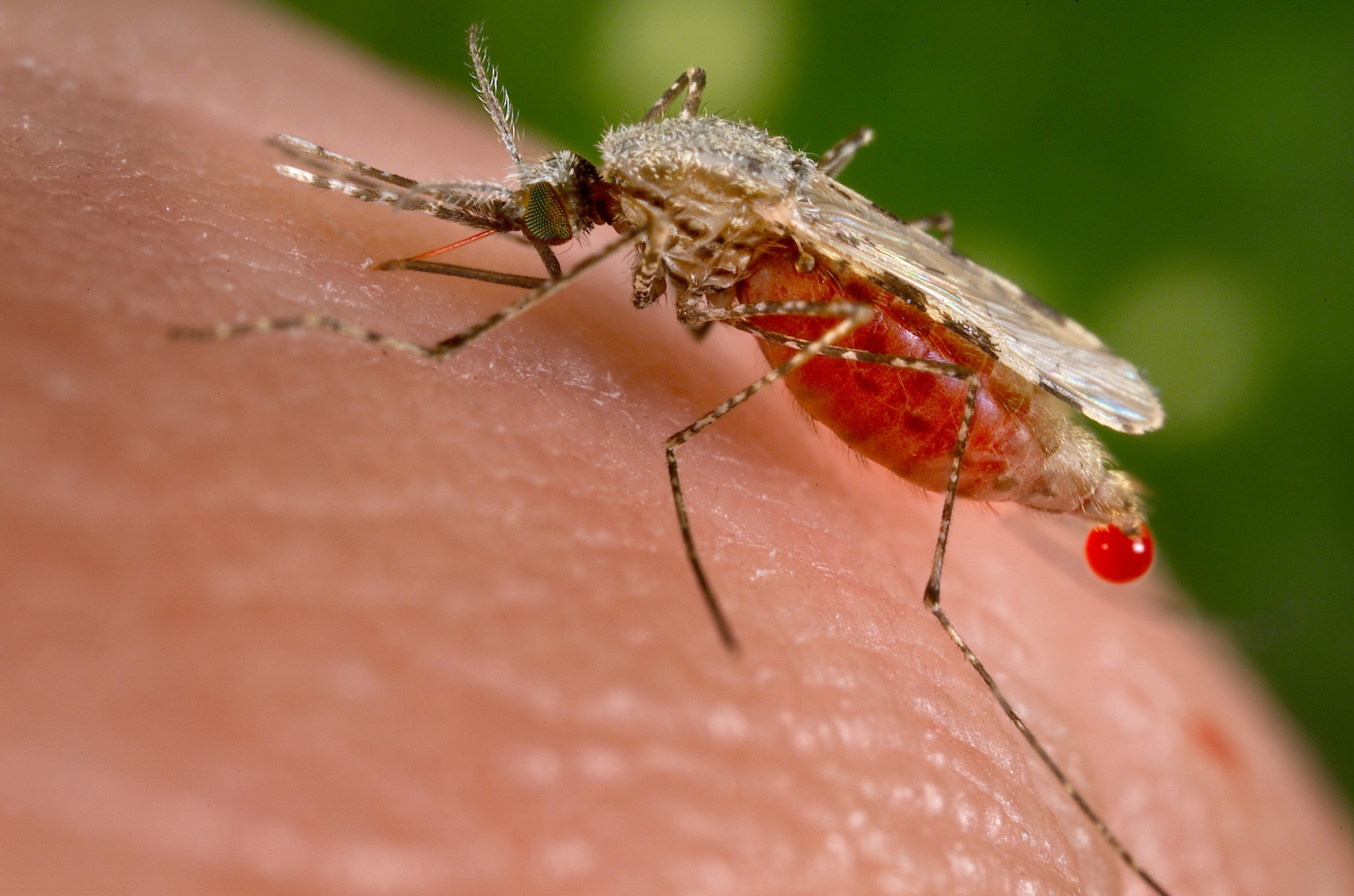21 Ways To Kill & Control Mosquitoes